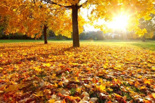 10 Cool, Colorful French Autumn Vocab Words