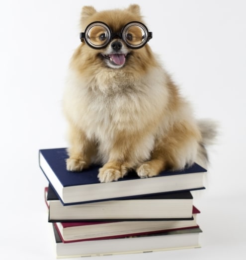 The Best 6 French Reference Books All Learners Should Have on Their Desks